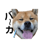 柴犬ごんちゃん（個別スタンプ：15）