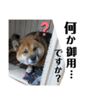 柴犬ごんちゃん（個別スタンプ：16）