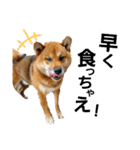 柴犬ごんちゃん（個別スタンプ：17）