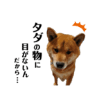 柴犬ごんちゃん（個別スタンプ：18）