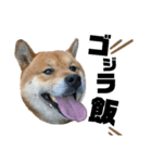 柴犬ごんちゃん（個別スタンプ：19）