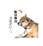 柴犬ごんちゃん（個別スタンプ：20）