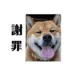 柴犬ごんちゃん（個別スタンプ：21）