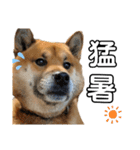 柴犬ごんちゃん（個別スタンプ：22）