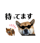 柴犬ごんちゃん（個別スタンプ：23）