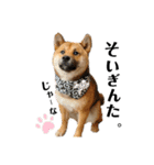 柴犬ごんちゃん（個別スタンプ：24）