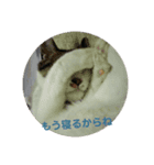にゃ～ごまざり（個別スタンプ：2）