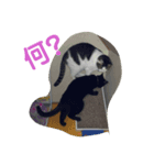 にゃ～ごまざり（個別スタンプ：3）