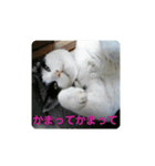 にゃ～ごまざり（個別スタンプ：4）