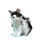 たかぽんちい（個別スタンプ：1）