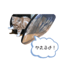 マンチカンたいのスタンプ（個別スタンプ：2）