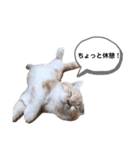マンチカンたいのスタンプ（個別スタンプ：3）