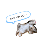 マンチカンたいのスタンプ（個別スタンプ：4）
