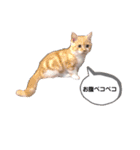マンチカンたいのスタンプ（個別スタンプ：5）
