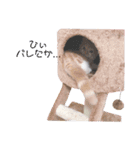 マンチカンたいのスタンプ（個別スタンプ：7）