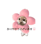 マンチカンたいのスタンプ（個別スタンプ：8）
