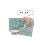 マンチカンたいのスタンプ（個別スタンプ：15）