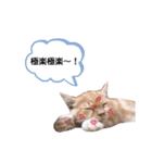 マンチカンたいのスタンプ（個別スタンプ：16）