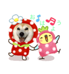 柴犬ハッピーちゃん♡（個別スタンプ：1）