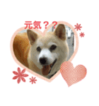 柴犬ハッピーちゃん♡（個別スタンプ：2）