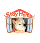柴犬ハッピーちゃん♡（個別スタンプ：6）