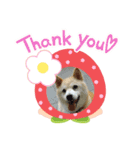 柴犬ハッピーちゃん♡（個別スタンプ：7）