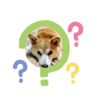 柴犬ハッピーちゃん♡（個別スタンプ：8）