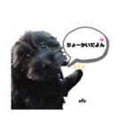 愛犬エレのスタンプ（個別スタンプ：3）