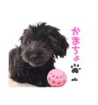 愛犬エレのスタンプ（個別スタンプ：4）