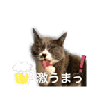 ベラー＆ベリー（個別スタンプ：10）