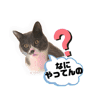 ベラー＆ベリー（個別スタンプ：12）