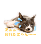 ベラー＆ベリー（個別スタンプ：13）