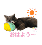 ベラー＆ベリー（個別スタンプ：20）