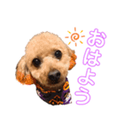 トイプーちっぷ（個別スタンプ：1）