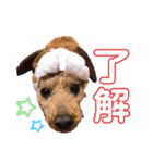 トイプーちっぷ（個別スタンプ：9）