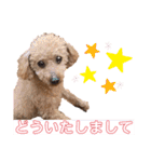 トイプーちっぷ（個別スタンプ：10）