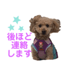トイプーちっぷ（個別スタンプ：11）