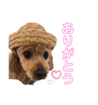 トイプーちっぷ（個別スタンプ：13）