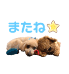 トイプーちっぷ（個別スタンプ：15）