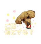 トイプーちっぷ（個別スタンプ：16）