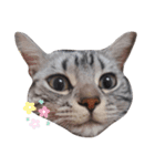 国さんちの猫（個別スタンプ：1）