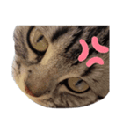 国さんちの猫（個別スタンプ：3）