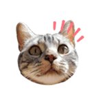 国さんちの猫（個別スタンプ：6）