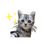 国さんちの猫（個別スタンプ：8）