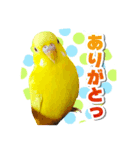ピケモアみかんその1（個別スタンプ：1）