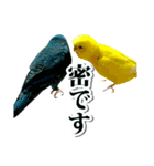 ピケモアみかんその1（個別スタンプ：3）