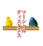 ピケモアみかんその1（個別スタンプ：4）