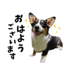 コーギー茶々麻呂くんのスタンプ vol.1（個別スタンプ：1）