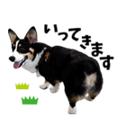 コーギー茶々麻呂くんのスタンプ vol.1（個別スタンプ：5）