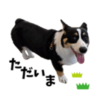 コーギー茶々麻呂くんのスタンプ vol.1（個別スタンプ：6）
